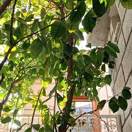 Alacati Antik * Çeşme