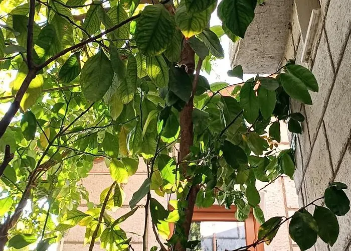 Alacati Antik * Кешме